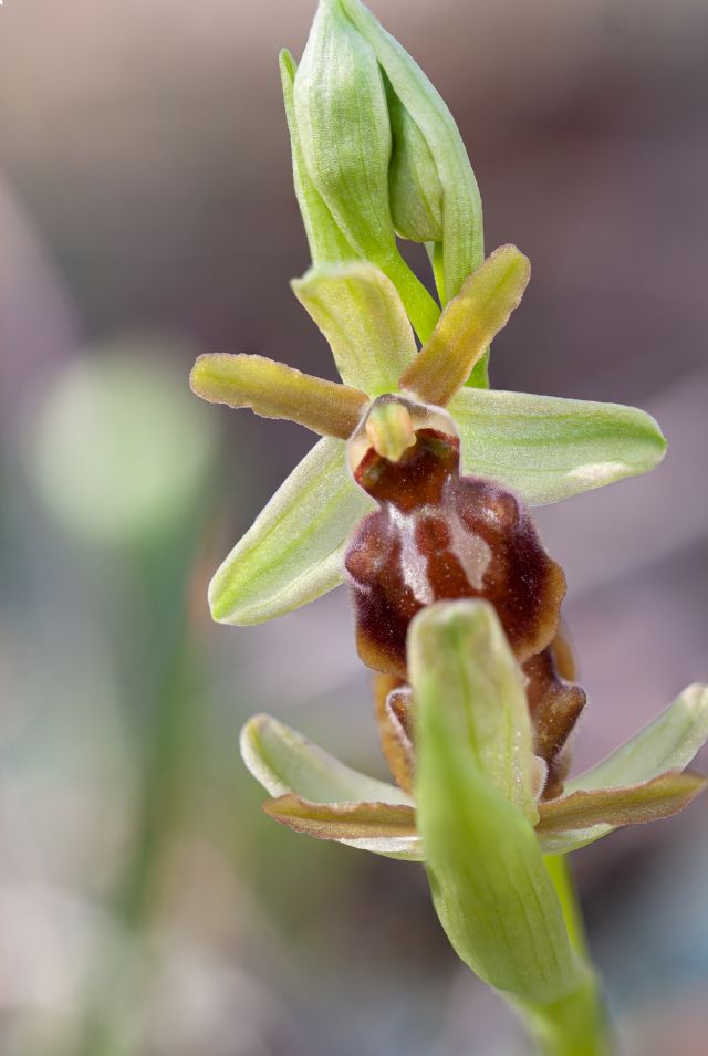 Ophrys della sezione Araniferae